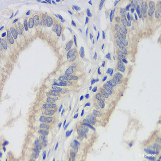Immunohistochemistry analysis of paraffin-embedded mouse liver  using THY1 Polyclonal Antibody at dilution of 1:500.