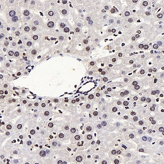 Immunohistochemistry analysis of paraffin-embedded mouse testis  using SIRT1 Polyclonal Antibody at dilution of 1:300.