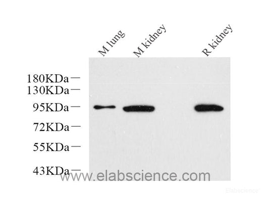 Western Blot analysis of various samples using Histone H3 Polyclonal Antibody at dilution of 1:500.