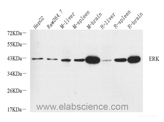 Immunohistochemistry analysis of paraffin-embedded mouse lung  using TGFB1 Polyclonal Antibody at dilution of 1:300.