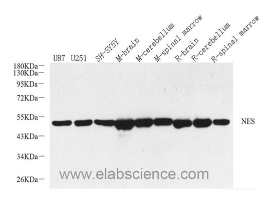 Western Blot analysis of various samples using GCG Polyclonal Antibody at dilution of 1:1000.