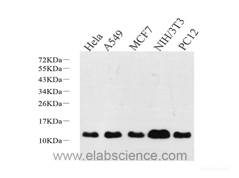 Immunofluorescence analysis of U2OS cells using IRF7 Polyclonal Antibody at dilution of  1:100. Blue: DAPI for nuclear staining.