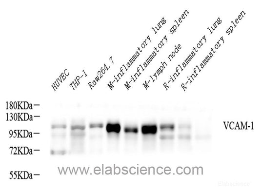 Immunohistochemistry of paraffin-embedded Rat liver using SPTAN1 Polyclonal Antibody at dilution of  1:100 (40x lens).