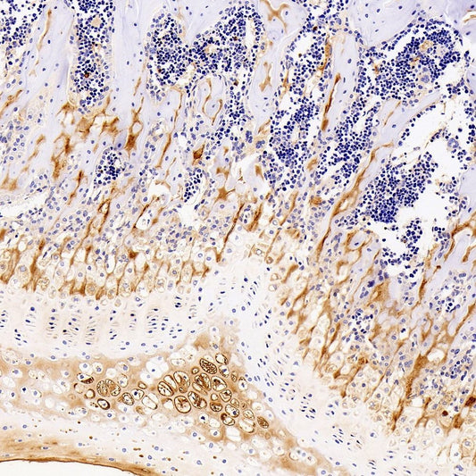 Immunohistochemistry of paraffin-embedded Rat kidney using BCL2L1 Polyclonal Antibody at dilution of  1:100 (40x lens).