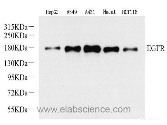 Western blot analysis of extracts of various cell lines using Caspase-12 Polyclonal Antibody at dilution of 1:1000.