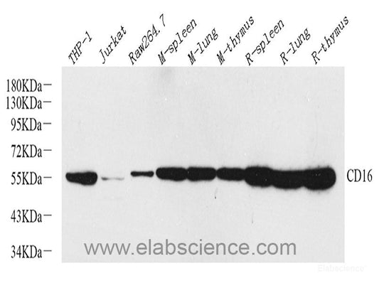 Western blot analysis of extracts of various cell lines using CDK1 Polyclonal Antibody at dilution of 1:1000.