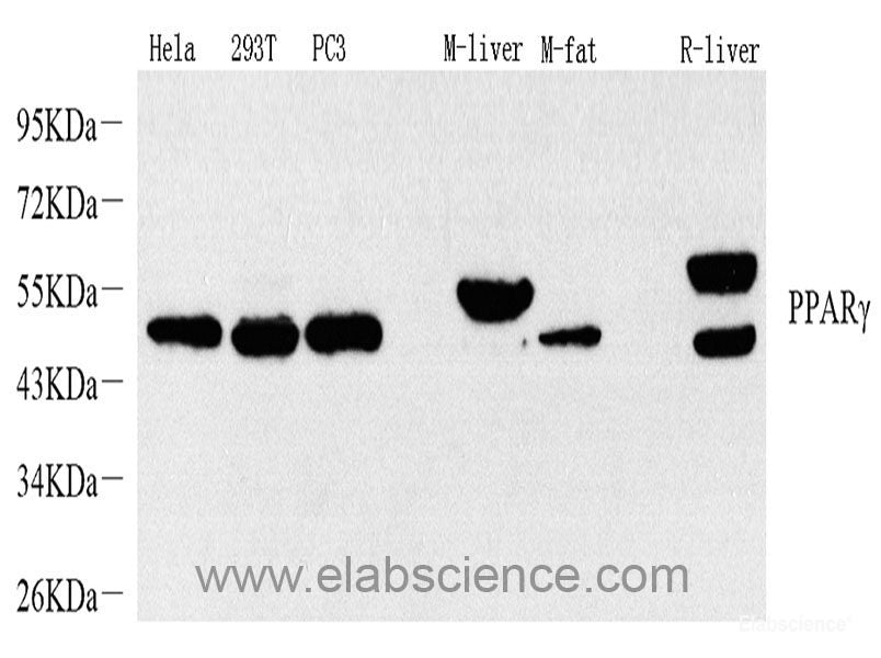 Immunofluorescence analysis of HeLa cells using CRP Polyclonal Antibody 