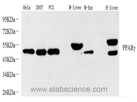 Immunofluorescence analysis of HeLa cells using CRP Polyclonal Antibody 