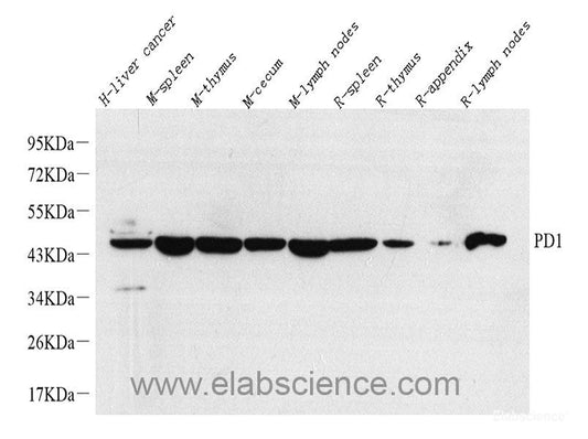 Western blot analysis of extracts of various cell lines using BMP2 Polyclonal Antibody at dilution of 1:1000.