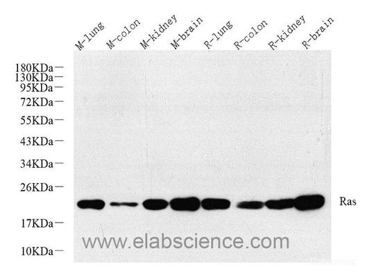 Western blot analysis of extracts of Mouse liver using FAS Polyclonal Antibody at dilution of 1:1000.
