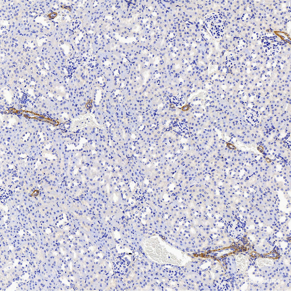 Immunofluorescence analysis of NIH/3T3 cells using c-Jun Polyclonal Antibody at dilution of  1:100. Blue: DAPI for nuclear staining.