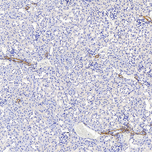 Immunofluorescence analysis of NIH/3T3 cells using c-Jun Polyclonal Antibody at dilution of  1:100. Blue: DAPI for nuclear staining.