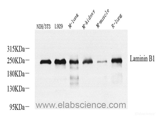 Western blot analysis of extracts of various cell lines using PBEF / NAMPT Polyclonal Antibody at dilution of 1:1000.