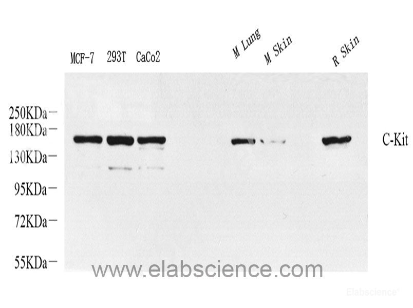 Immunohistochemistry of paraffin-embedded Rat kidney using PIK3CA Polyclonal Antibody at dilution of  1:100 (40x lens).