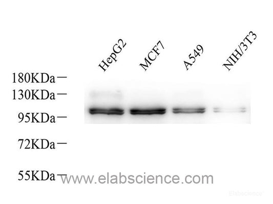 Western blot analysis of extracts of various cell lines using Insulin Receptor Polyclonal Antibody at dilution of 1:1000.