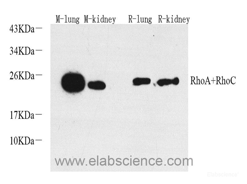Immunofluorescence analysis of NIH-3T3 cells using MCL1 Polyclonal Antibody at dilution of  1:100 (40x lens). Blue: DAPI for nuclear staining.