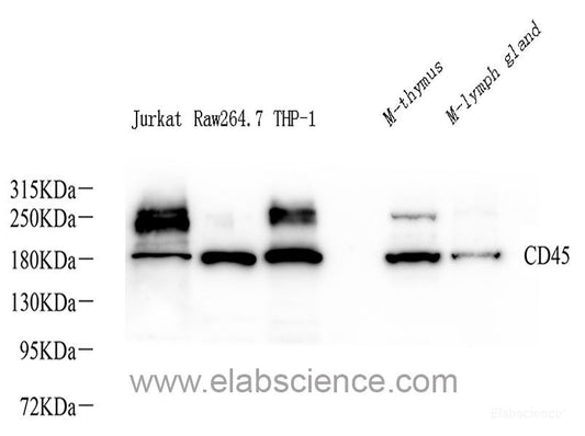 Western blot analysis of extracts of various cell lines using BAK1 Polyclonal Antibody at dilution of 1:1000.
