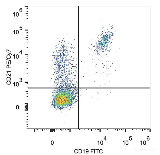 Human peripheral blood lymphocytes are stained with PE/Cyanine7 Anti-Human CD21 Antibody and FITC Anti-Mouse CD19 Antibody.