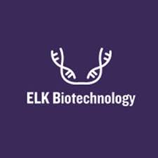 Human sVEGFR2(Souble Vascular Endothelial Growth Factor Receptor 2) ELISA Kit