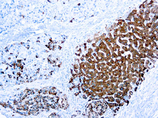 Hepatocyte