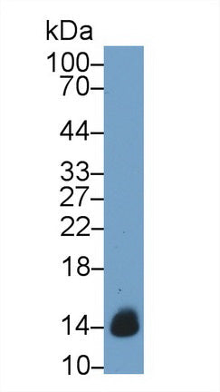 Monoclonal Antibody to Cytochrome C (CYCS)
