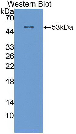 Monoclonal Antibody to Cluster Of Differentiation 73 (CD73)