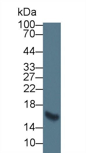 Monoclonal Antibody to Elastin (ELN)