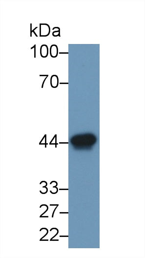 Monoclonal Antibody to Ovalbumin (OVA)