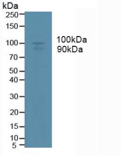 Monoclonal Antibody to A Disintegrin And Metalloprotease 17 (ADAM17)
