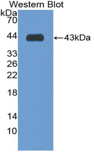 Monoclonal Antibody to Sialic Acid Binding Ig Like Lectin 7 (SIGLEC7)