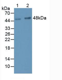 Monoclonal Antibody to Leucine Rich Alpha-2-Glycoprotein 1 (LRG1)