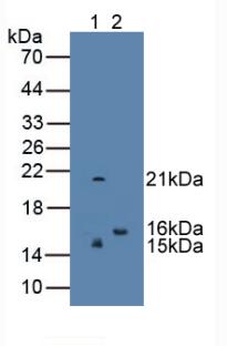 Monoclonal Antibody to Regenerating Islet Derived Protein 3 Gamma (REG3g)