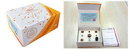 Active Growth Differentiation Factor 9 (GDF9)