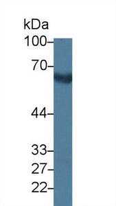 Polyclonal Antibody to E-selectin