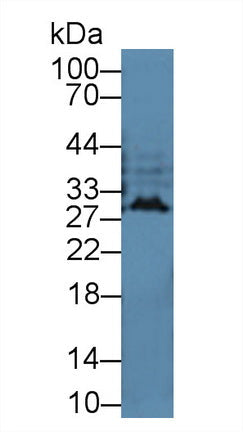 Polyclonal Antibody to Interferon Alpha (IFNa)