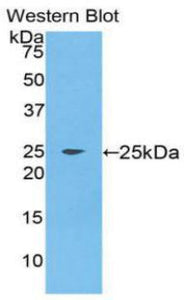 Polyclonal Antibody to Fibroblast Growth Factor 9 (FGF9)