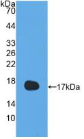 Polyclonal Antibody to Interleukin 13 (IL13)