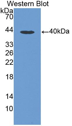 Polyclonal Antibody to Macrophage Inflammatory Protein 1 Alpha (MIP1a)