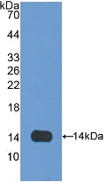 Polyclonal Antibody to Olfactomedin 4 (OLFM4)