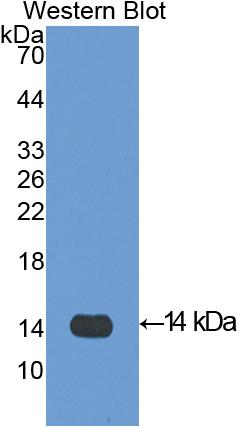 Polyclonal Antibody to Platelet Factor 4 (PF4)