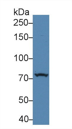 Polyclonal Antibody to Protein Kinase D2 (PKD2)