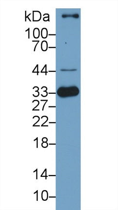 Polyclonal Antibody to Heme Oxygenase 1 (HO1)