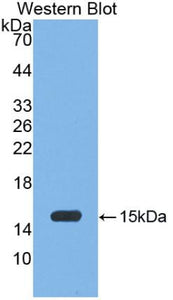Polyclonal Antibody to Myeloperoxidase (MPO)