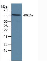Polyclonal Antibody to Caspase 9 (CASP9)
