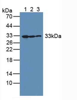Polyclonal Antibody to Complement component 1 Q subcomponent-binding protein, mitochondrial (C1QBP)