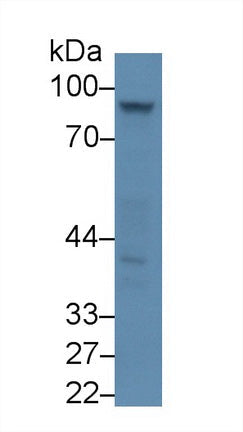 Polyclonal Antibody to Amiloride Binding Protein 1 (ABP1)