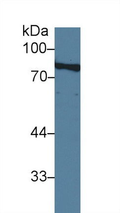 Polyclonal Antibody to Amiloride Binding Protein 1 (ABP1)