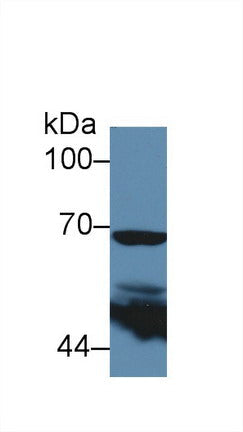 Polyclonal Antibody to Cyclooxygenase-2 (COX 2)