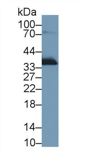 Polyclonal Antibody to Apolipoprotein E (APOE)