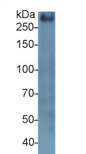 Polyclonal Antibody to Mucin 2 (MUC2)